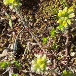 Alyssum alyssoides Habitus