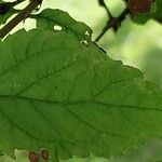 Prunus tomentosa Blatt