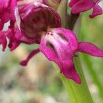 Orchis x bergonii മറ്റ്