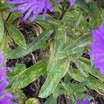 Aster amellus Leaf