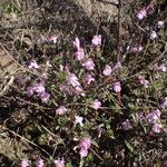 Galeopsis ladanum Habitat
