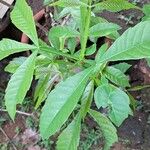 Vitex altissima Levél