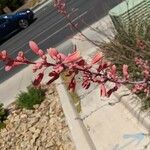 Hesperaloe parviflora Цвят