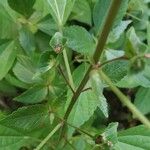 Acalypha australis Blad