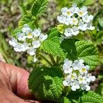 Lantana involucrata Žiedas