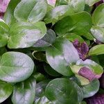 Picralima nitida Hoja