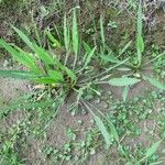 Limnocharis laforestii Hábito