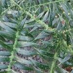 Araucaria bidwillii Blad