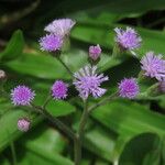 Cyanthillium cinereum Flor