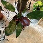 Philodendron erubescensList