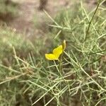 Stauracanthus genistoides Blüte