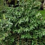 Withania somnifera 整株植物