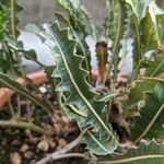 Banksia gardneri