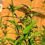 Jasminum beesianum Hoja