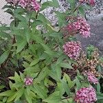 Spiraea japonica Flor