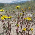 Senecio transiens Tervik taim