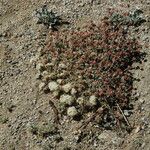 Eriogonum ovalifolium Pokrój