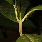 Amaioua pedicellata 葉