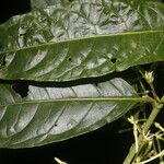 Cestrum microcalyx Deilen