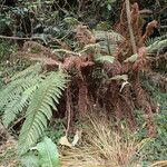 Polystichum ammifolium Habitus