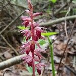 Corallorhiza striata Lorea