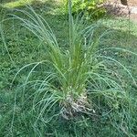 Cortaderia selloanaDeilen