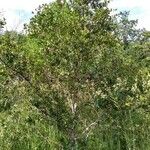 Quercus chrysolepis Elinympäristö