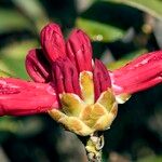 Rhododendron haematodes फूल