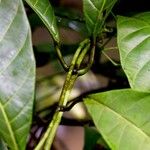 Odontadenia macrantha Máis