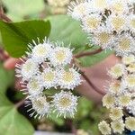 Ageratina adenophora Кветка