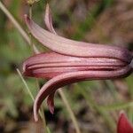 Lilium bolanderi Flor