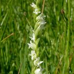 Spiranthes porrifolia Λουλούδι