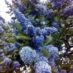 Ceanothus arboreus Blüte