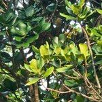 Barringtonia asiatica برگ