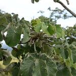 Cecropia peltata Folla