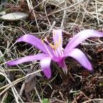 Colchicum bulbocodium Цвят