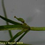 Zannichellia palustris Azala