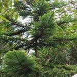 Araucaria heterophyllaLapas