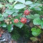 Rubus vestitus Frucht