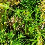 Galium verum List