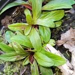 Epilobium tetragonum Blatt