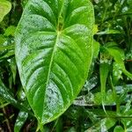 Anthurium nymphaeifolium List