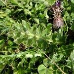 Cirsium acaulon Otro