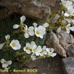 Saxifraga diapensioides Yeri