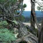 Juniperus deppeana 樹皮