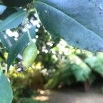 Laureliopsis philippiana Meyve