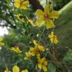 Verbascum sinuatumBloem