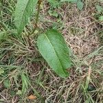 Rumex palustris Lapas