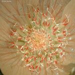 Mentzelia involucrata Flower