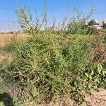 Bassia hyssopifolia 形态